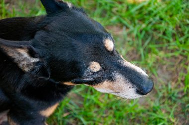 Köpek dışarıda. Evcil köpekte mestizo cinsi var. Evcil hayvan evlat edinme. Bir köpek evlat edinin. Evcil hayvan günü. Hayvan egzersizi..