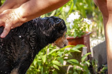 Köpük köpükle kaplı dışarıda yıkanmaktan zevk alıyor. Hijyen. Bakımlı köpek. Hayvan bakımı, yıkama, hijyen ve hayvanlarla ilgilenme. Bakım salonu. Köpek sahibi hayvanını yıkıyor. Şampuan..