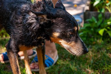 Bakımlı köpek. Hayvan bakımı, yıkama, hijyen ve hayvanlarla ilgilenme. Bakım salonu. Köpek sahibi hayvanını yıkıyor. Köpük köpükle kaplı dışarıda yıkanmaktan zevk alıyor. Hijyen. Hayvan yaşamı..