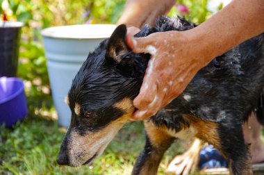 Köpük köpükle kaplı dışarıda yıkanmaktan zevk alıyor. Hijyen. Bakımlı köpek. Hayvan bakımı, yıkama, hijyen ve hayvanlarla ilgilenme. Bakım salonu. Köpek sahibi hayvanını yıkıyor. Veteriner salonu..