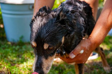 Hijyen. Bakımlı köpek. Hayvan bakımı, yıkama, hijyen ve hayvanlarla ilgilenme. Bakım salonu. Köpek sahibi hayvanını yıkıyor. Köpük köpükle kaplı dışarıda yıkanmaktan zevk alıyor. Temizleme ve yıkama köpek teması.