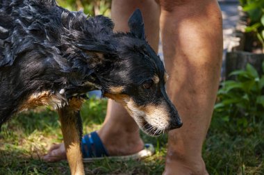 Bakım salonu. Köpek sahibi hayvanını yıkıyor. Köpük köpükle kaplı dışarıda yıkanmaktan zevk alıyor. Hijyen. Bakımlı köpek. Hayvan bakımı, yıkama, hijyen ve hayvanlarla ilgilenme. SPA prosedürleri.