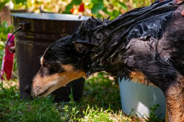 Hijyen ve hayvanlara bakmak. Bakım salonu. Köpek sahibi hayvanını yıkıyor. Köpük köpükle kaplı dışarıda yıkanmaktan zevk alıyor. Hijyen. Bakımlı köpek. Hayvan bakımı ve yıkama. Kulak temizleme.