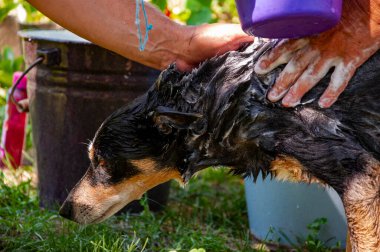 Bakım salonu. Köpek sahibi hayvanını yıkıyor. Köpük köpükle kaplı dışarıda yıkanmaktan zevk alıyor. Hijyen. Bakımlı köpek. Hayvan bakımı, yıkama, hijyen ve hayvanlarla ilgilenme. Hayvan kokusu kontrolü.