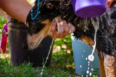 Hijyen. Bakımlı köpek. Hayvan bakımı, yıkama, hijyen ve hayvanlarla ilgilenme. Bakım salonu. Köpek sahibi hayvanını yıkıyor. Köpük köpükle kaplı dışarıda yıkanmaktan zevk alıyor. Hayvan dostu şampuan..