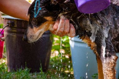 Bakımlı köpek. Hayvan bakımı, yıkama, hijyen ve hayvanlarla ilgilenme. Bakım salonu. Köpek sahibi hayvanını yıkıyor. Köpük köpükle kaplı dışarıda yıkanmaktan zevk alıyor. Hijyen. Evcil hayvan yatağını temizliyorum..