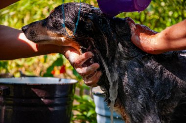 Dog owner washing his pet. Dog enjoying washing outdoor covered in soap foam. Hygiene. Grooming dog. Pet animal care and wash. Hygiene and care of animals. Grooming salon. Pet hygiene routine. clipart