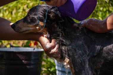 Bakım salonu. Köpek sahibi hayvanını yıkıyor. Köpük köpükle kaplı dışarıda yıkanmaktan zevk alıyor. Hijyen. Bakımlı köpek. Hayvan bakımı, yıkama, hijyen ve hayvanlarla ilgilenme. Sağlıklı önlük bakımı.