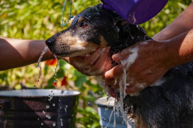 Grooming dog. Pet animal care wash. Hygiene and care of animals. Grooming salon. Dog owner washing his pet. Dog enjoying washing outdoor covered in soap foam. Hygiene. Hygienic pet living environment. clipart