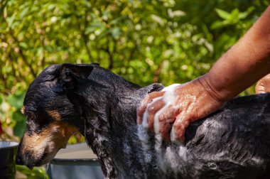 Grooming salon. Dog owner washing his pet. Dog enjoying washing outdoor covered in soap foam. Hygiene. Grooming dog. Pet animal care and wash. Hygiene and care of animals. Pet hair removal. clipart