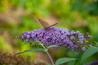 Maniola jurtina on Buddleja. Meadow brown butterfly. Buddleja purple flower. Butterfly bush. Butterfly or Buddleja flower. Buddleia flower purple color with butterfly insect. Macro. clipart