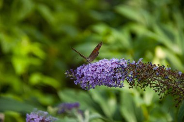 Kelebek çalısı. Kelebek ya da Buda çiçeği. Buddleia çiçeğinin mor rengi ve kelebek böceği. Buddleja 'daki Maniola jürisi. Çayır kahverengi kelebeği. Buddleja mor çiçeği. Nektar toplanıyor.