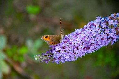 Butterfly or Buddleja flower. Buddleia flower purple color with butterfly insect. Maniola jurtina on Buddleja. Meadow brown butterfly. Buddleja purple flower. Butterfly bush. Colorful wings. clipart