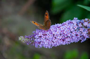 Buddleia çiçeğinin mor rengi ve kelebek böceği. Buddleja 'daki Maniola jürisi. Çayır kahverengi kelebeği. Buddleja mor çiçeği. Kelebek çalısı. Kelebek ya da Buda çiçek bahçesi.