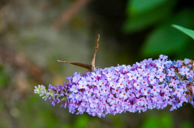 Buddleia çiçeğinin mor rengi ve kelebek böceği. Buddleja 'daki Maniola jürisi. Çayır kahverengi kelebeği. Buddleja mor çiçeği. Kelebek çalısı. Kelebek ya da Buda çiçeği. Doğanın güzelliği.