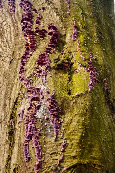 stock image Tree bark with fungus in forest nature outdoor, timber background.