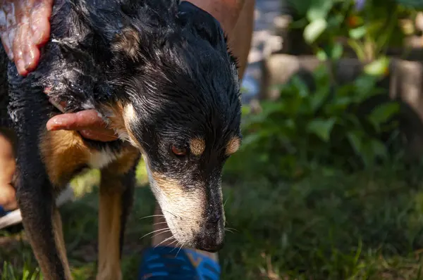 Hayvan bakımı, yıkama, hijyen ve hayvanlarla ilgilenme. Bakım salonu. Köpek sahibi hayvanını yıkıyor. Köpük köpükle kaplı dışarıda yıkanmaktan zevk alıyor. Hijyen. Bakımlı köpek. Boşluğu kopyala.