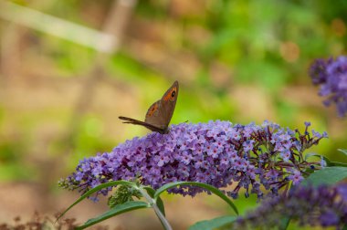 Kelebek çalısı. Kelebek ya da Buda çiçeği. Buddleia çiçeğinin mor rengi ve kelebek böceği. Buddleja 'daki Maniola jürisi. Çayır kahverengi kelebeği. Buddleja mor çiçeği. Boşluğu kopyala.