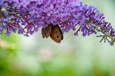 Çayır kahverengi kelebeği. Buddleja mor çiçeği. Kelebek çalısı. Kelebek ya da Buda çiçeği. Buddleia çiçeğinin mor rengi ve kelebek böceği. Buddleja 'daki Maniola jürisi. Yaz zamanı..