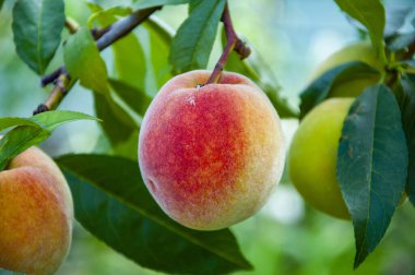 Dallarında olgun şeftali olan meyve bahçesi. Meyve dolu şeftali ağaçları. Sabah şeftali bahçesi. Sonbahar meyve yetiştiriciliği. Sağlık ve diyet. Yaz hasadı. Sonbahar bahçesinde hasat. Şeftali ağacı.
