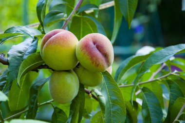 Sonbahar meyve yetiştiriciliği. Sağlık ve diyet. Yaz hasadı. Sonbahar bahçesinde hasat. Şeftali ağacı. Dallarında olgun şeftali olan meyve bahçesi. Meyve dolu şeftali ağaçları. Sabah şeftali bahçesi. Boşluğu kopyala.