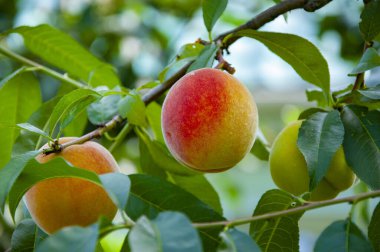 Sağlık ve diyet. Yaz hasadı. Sonbahar bahçesinde hasat. Şeftali ağacı. Dallarında olgun şeftali olan meyve bahçesi. Meyve dolu şeftali ağaçları. Sabah şeftali bahçesi. Sonbahar meyve yetiştiriciliği. Tarım sektörü.