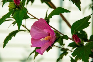 Çiçekli amber çiçeği. Çiçeğin doğası. Çiçek açan yaz çiçekleri. Çiçek açan amber çiçeği. Doğa güzelliği. Bahçede çiçek açan Hibiscus çiçeği. Çiçekler için mükemmel..