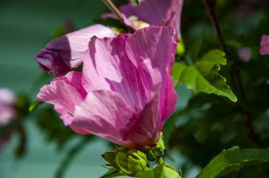 Çiçek açan yaz çiçekleri. Çiçek açan amber çiçeği. Doğa güzelliği. Bahçede çiçek açan Hibiscus çiçeği. Çiçekli amber çiçeği. Canlı pembe çiçeğin doğası.