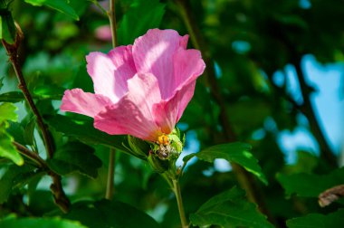 Çiçek açan amber çiçeği. Doğa güzelliği. Bahçede çiçek açan Hibiscus çiçeği. Çiçekli amber çiçeği. Çiçeğin doğası. Çiçek açan yaz çiçekleri. Boşluk afişini kopyala.