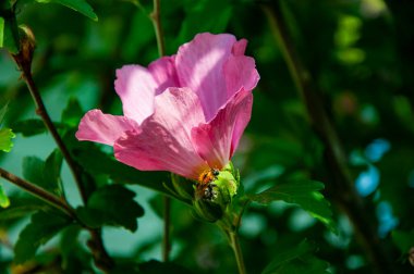Çiçeğin doğası. Çiçek açan yaz çiçekleri. Çiçek açan amber çiçeği. Doğa güzelliği. Bahçede çiçek açan Hibiscus çiçeği. Çiçekli amber çiçeği. Yeşil yapraklı pembe.