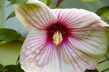 Çiçekli amber çiçeği. Çiçeğin doğası. Yaz aylarında çiçek açan büyük amberçiçeği. Çiçek açan amber çiçeği. Doğa güzelliği. Bahçede çiçek açan Hibiscus çiçeği.