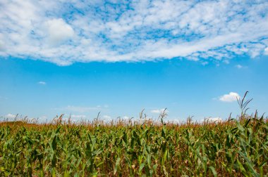 Mısır hasat çiftçiliği. Tarım. Organik mısır tarlası. Köydeki mısır hasadı hasadı. Mısır tarlası. Mısır hasadı. Çiftlikte tarım ve hasat. Mısır hasadı. Geleneksel tarım.