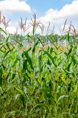 Mısır hasat çiftçiliği. Tarım. Organik mısır tarlası. Köydeki mısır hasadı hasadı. Mısır tarlası. Mısır hasadı. Çiftlikte tarım ve hasat. Mısır hasadı. Tahıl.