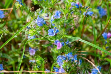 Bahçede ya da tarlada bahar çiçeği mavisi çiçek. Bahar çiçekleri. Akciğer otu ya da Pulmonarya.