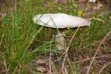 Ormanda Mashrooming Campestris. Yeşil yosun üzerinde mantar..