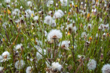 Açık arazide karahindiba çiçeği. Tarlada sakso çeken doğa çiçeği. Taraxacum.