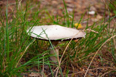 Ormanda Mashrooing. Yeşil yosunlu mantar. Mantar toplama.