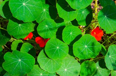 Bahçe çiçeği arka planı. Yeşil yapraklı kırmızı nasturtium çiçeği. Doğada Nasturtium çiçeği. Doğa arkaplanı.