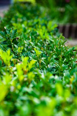 Yeşil doğa geçmişi. Doğal bitki örtüsü. Doğanın arka planı yeşil renk. Evergreen Boxwood ortak kutusu ya da Avrupa kutusu. Buxus sempervirens. Seçici odak.
