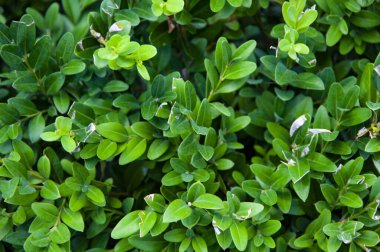 Yeşil doğa geçmişi. Doğal bitki örtüsü. Doğanın arka planı yeşil renk. Evergreen Boxwood ortak kutusu ya da Avrupa kutusu. Buxus sempervirens. Üst görünüm.
