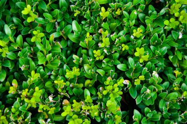 Yeşil doğa geçmişi. Doğal bitki örtüsü. Doğanın arka planı yeşil renk. Evergreen Boxwood ortak kutusu ya da Avrupa kutusu. Buxus sempervirens.