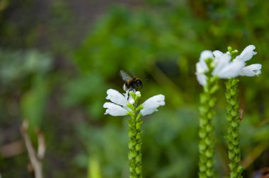 Physostegia 'da yaban arısı doğada çiçek açıyor. Yaban arısı.