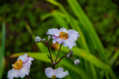 Eriocapitella hupehensis flowering flower on green natural background outdoor in summer season. clipart