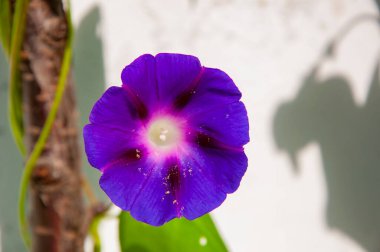 Ipomoea sıfır mor çiçekli çiçek. Sarmaşık çiçekleri doğada sabah ihtişamı.