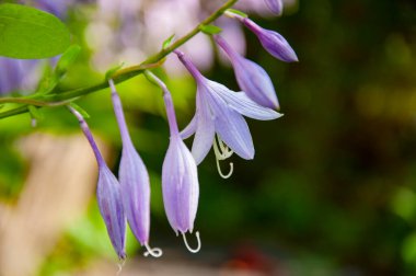 Açık bahçede çiçek açan mor zambak rengi Hosta ya da plantain. Seçici odak.