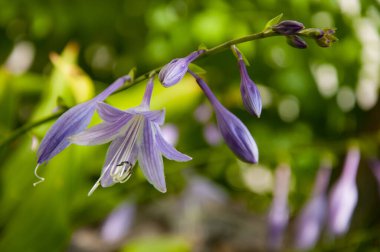 Hosta or plantain lily purple color flowering in outdoor garden. Flowering plant. clipart