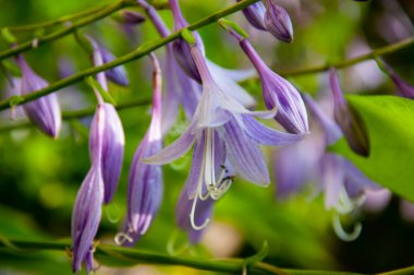Açık bahçede çiçek açan mor zambak rengi Hosta ya da plantain. Leylak çiçeği.