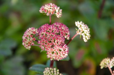 Açık havada çiçek açan pembe orpin çiçeği. Livelong orpin çiçeği doğada.