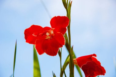 Gladiolus çiçeğinin kırmızı rengi. Gladiolus 'un çiçek açan kırmızı rengi. Doğada kırmızı gladiolus çiçeği.