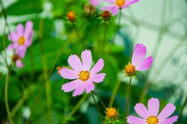 Yazın doğa bahçesinde Cosmea çiçeği. Doğanın güzelliği. Çiçekli kozmetik çiçeği. Yakın çekim..